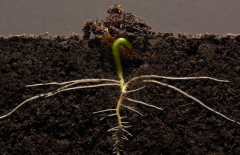 為什么要進(jìn)行土壤有機(jī)質(zhì)檢測(cè)？