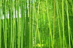 植物株高要如何測量？